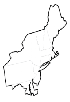 neat mp transparent